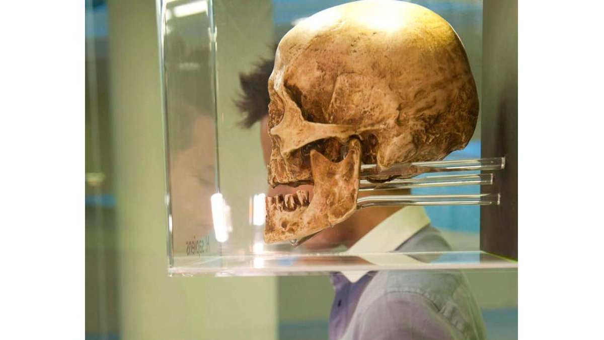 Un joven tras un cráneo del Museo de la Evolución.