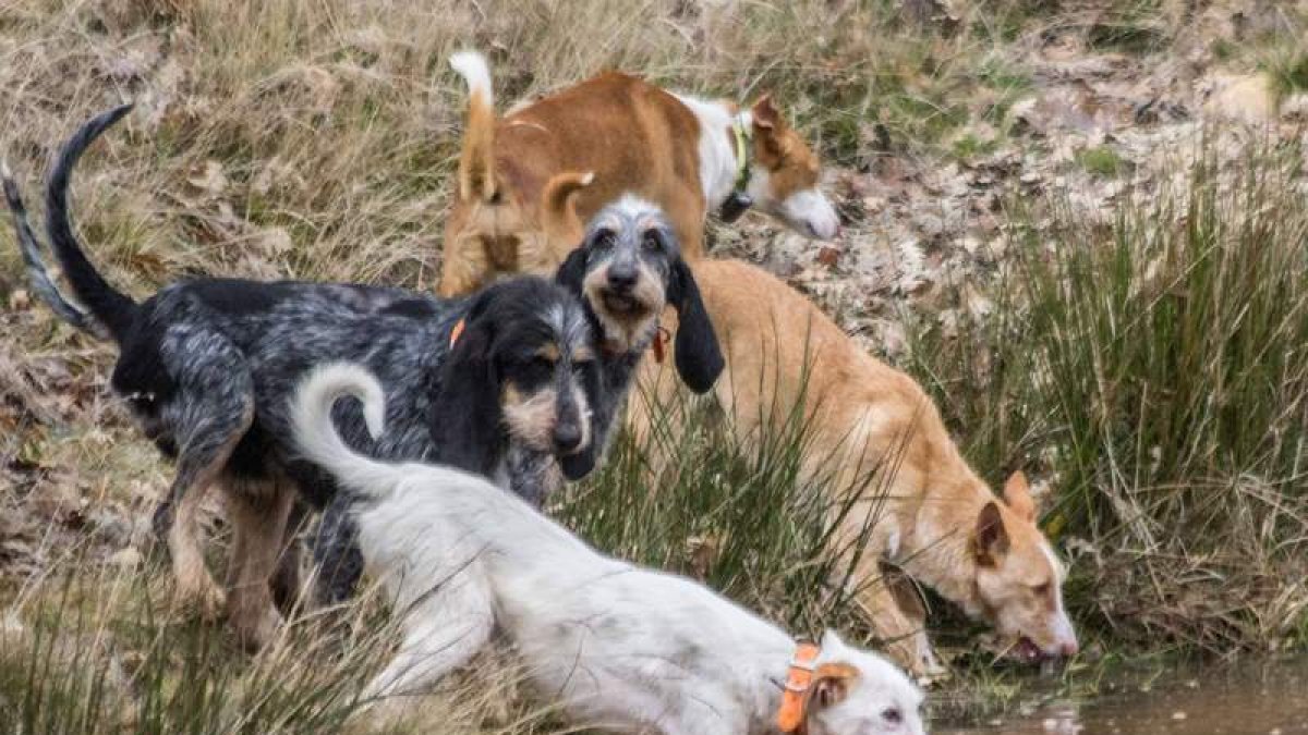Perros de rastro sacian su sed en un arroyo durante una jornada de caza