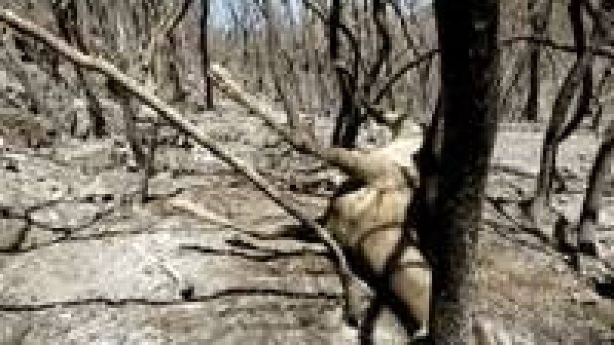 Restos de un ciervo calcinado en el incendio de Aldeaquemada