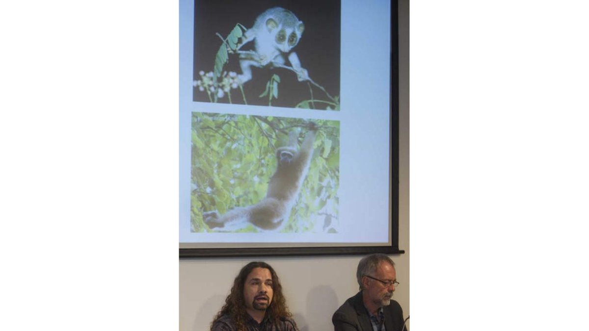 David M. Alba y Crusafont; abajo, cráneo del primate.
