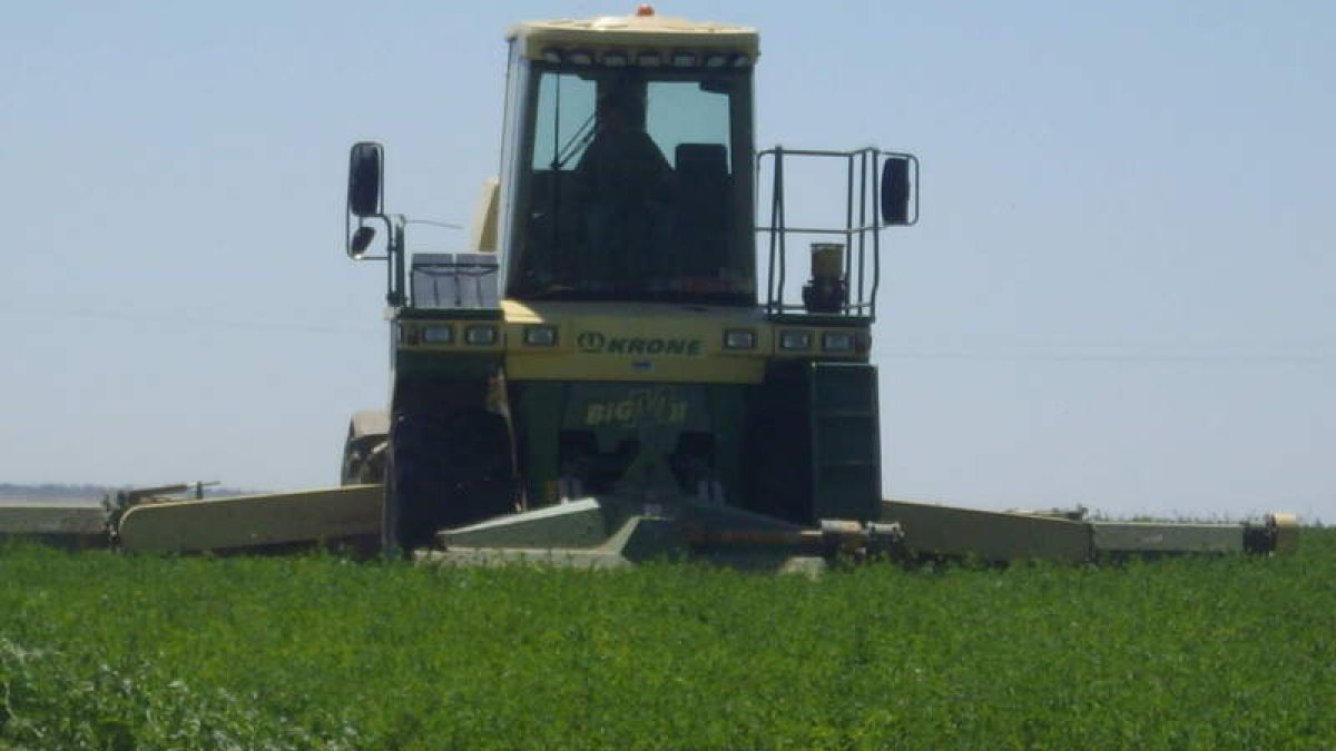 Una máquina de Ucogal siega alfalfa en una finca de Villaornate, en la vega del Esla.