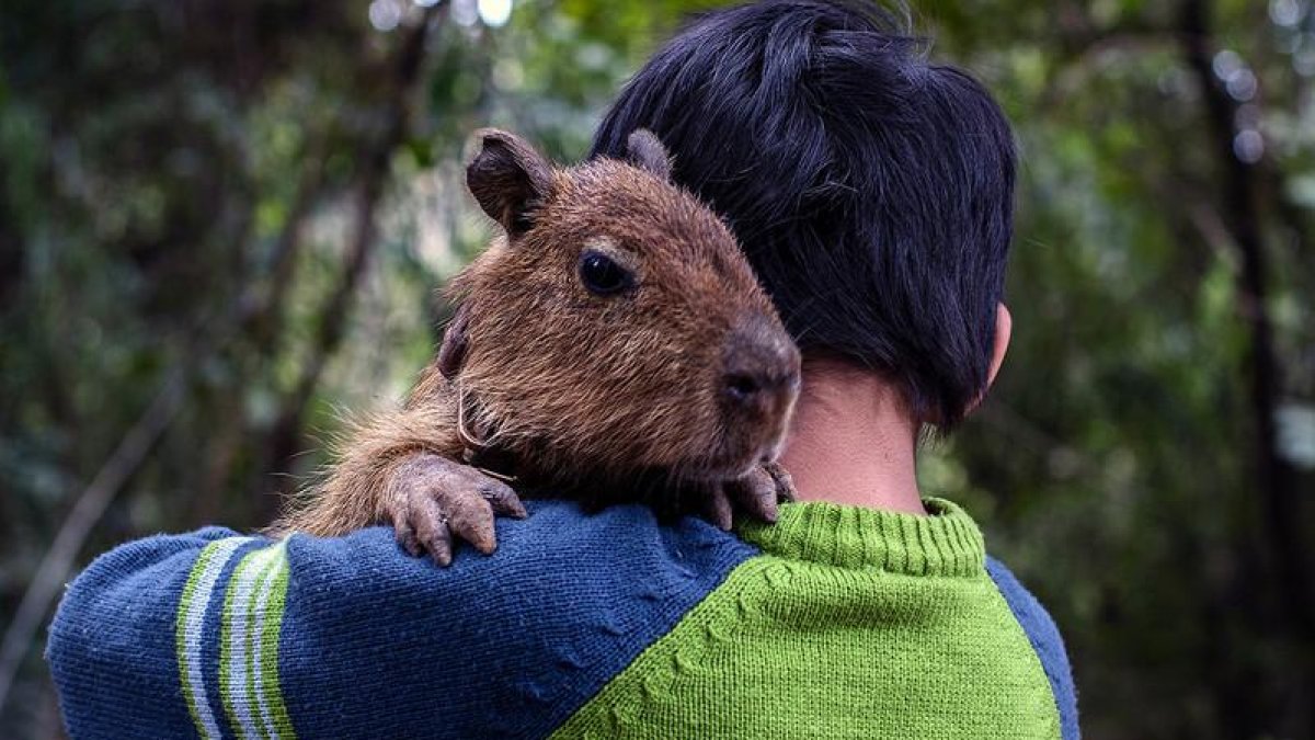Un niño abraza a su mascota.