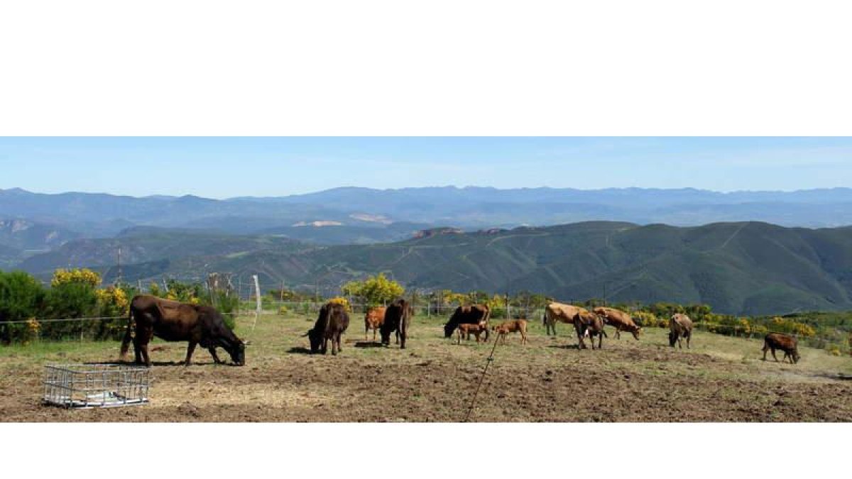 Varios ejemplares de Mantequera Leonesa pastan en un monte de Sotillos de Cabrera (municipio de Benuza). DEPARTAMENTO DE PRODUCCIÓN ANIMAL ULE