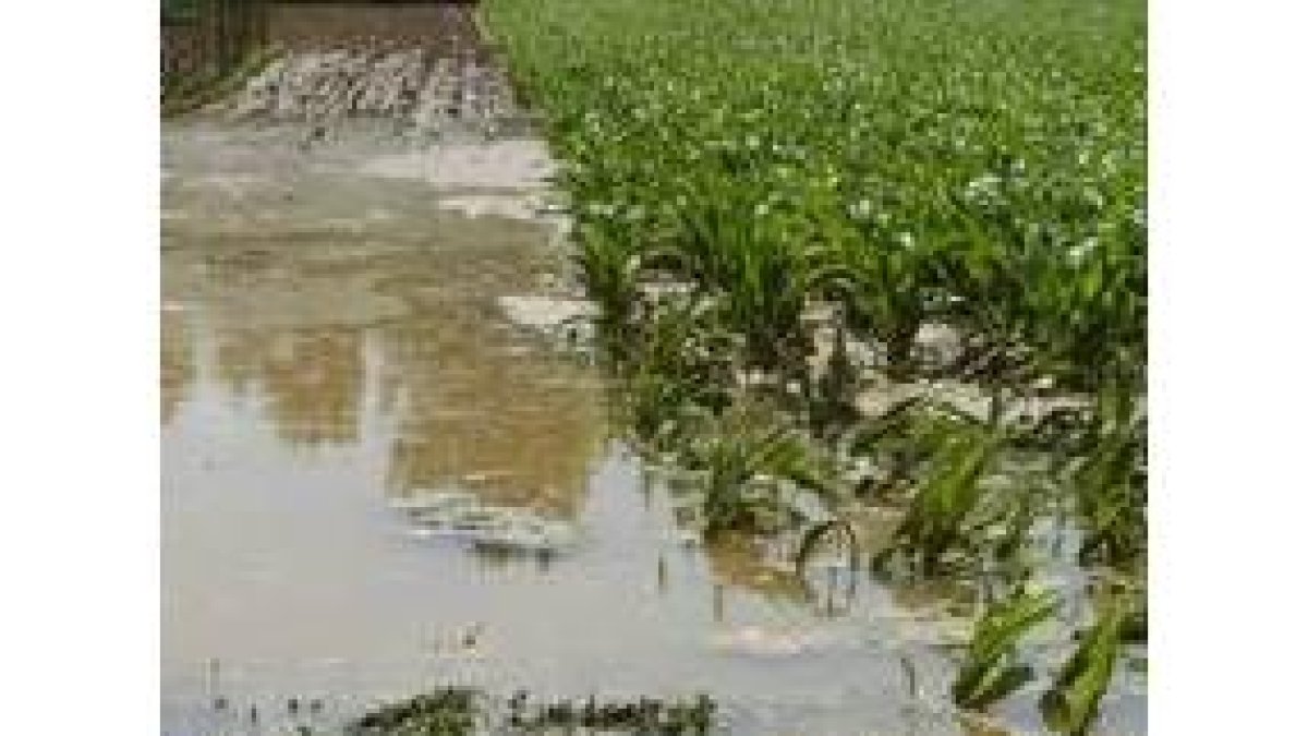 El agua anegó las fincas de cultivo cercanas al lugar de la rotura