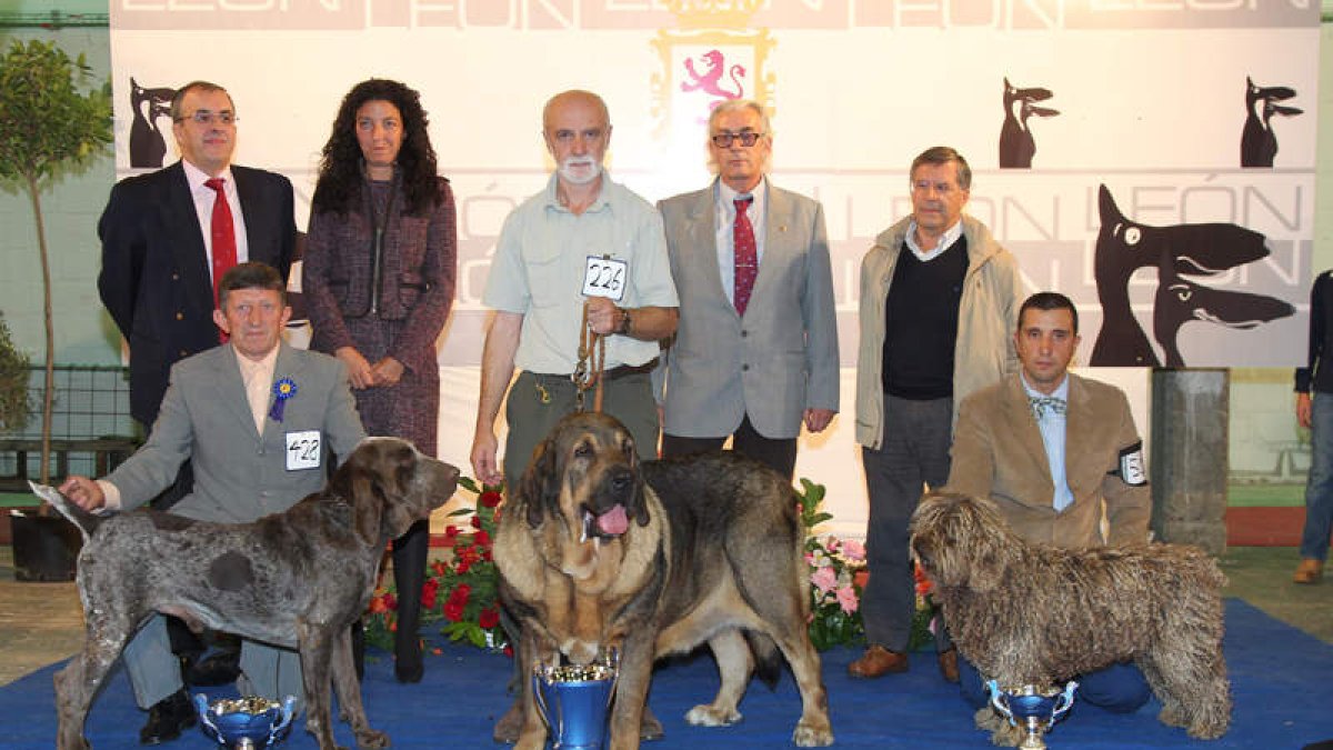 En el centro, el mastín leonés mejor raza española.eparándose para participar en la exhibición de León.