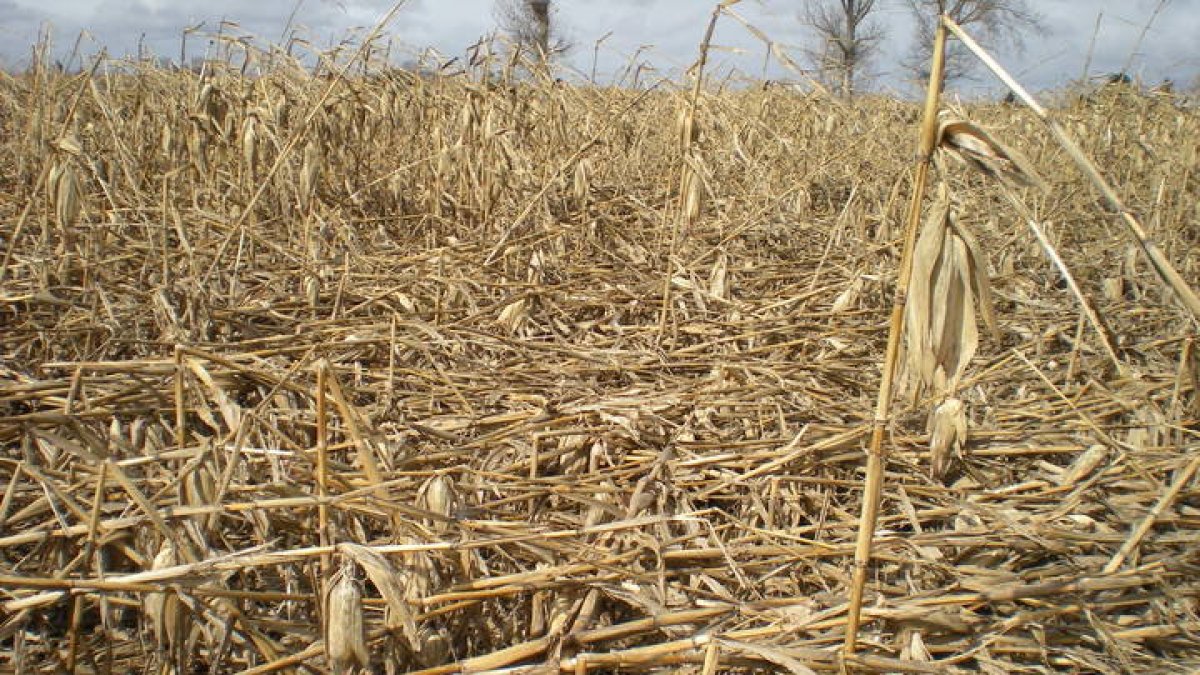 Imagen de un campo de maíz en la provincia. DL