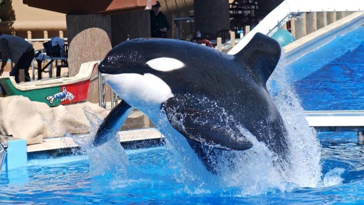 La orca Ulises, tras su traslado a EEUU.