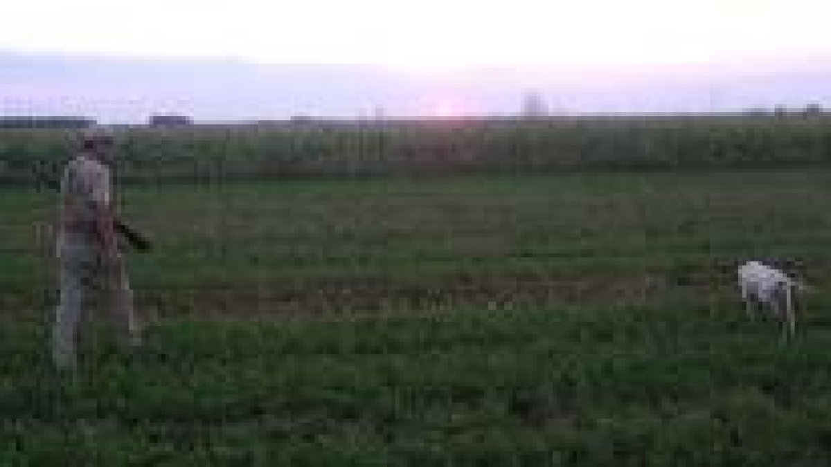 Un cazador prueba su suerte, ya al atardecer, en una finca de regadío
