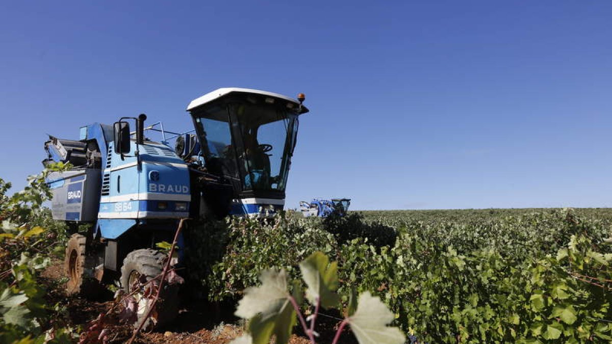 La bodega Gordonzello, en Gordoncillo, ha sido la primera en comenzar a vendimiar. MARCIANO