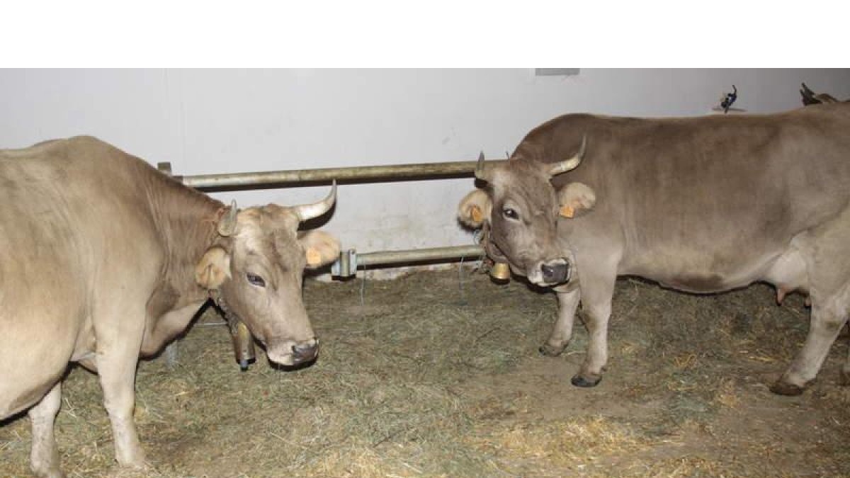 Imagen de dos ejemplares de vacas en la provincia de León. CAMPOS