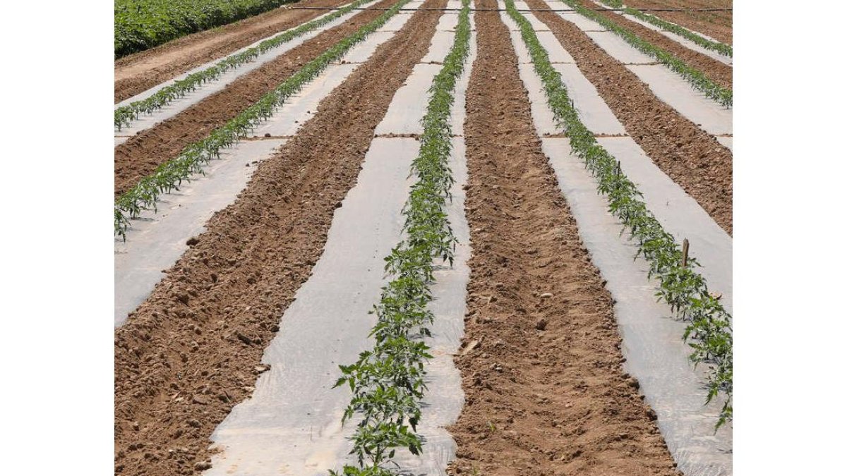 Plantación hortícola. ramiro