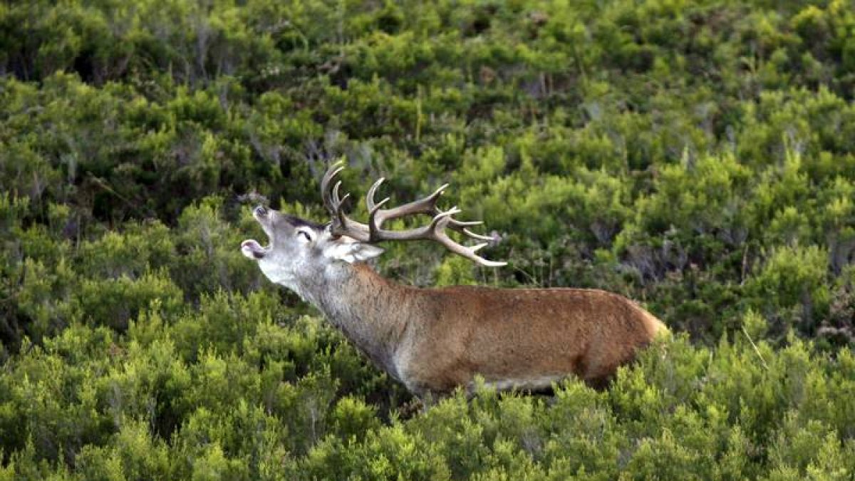 Es tiempo para disfrutar de la naturaleza y de la berrea en León. J.L. CEREIJIDO