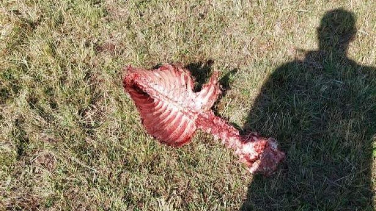 Heridas causadas a un ternero. DL