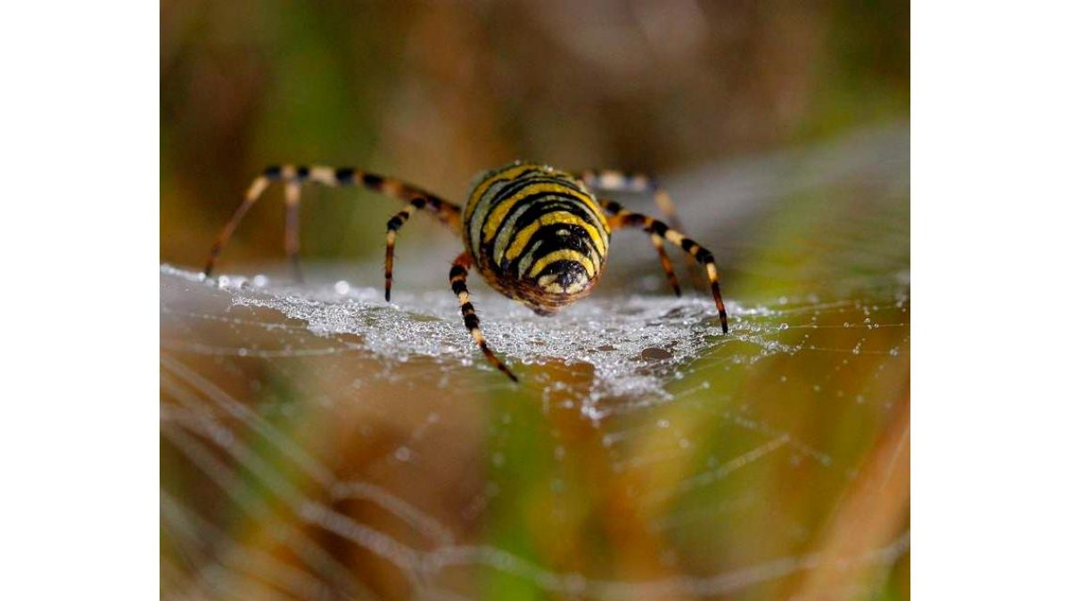 Una araña teje su tela cerca de Katterbach (Alemania). DANIEL KARMANN