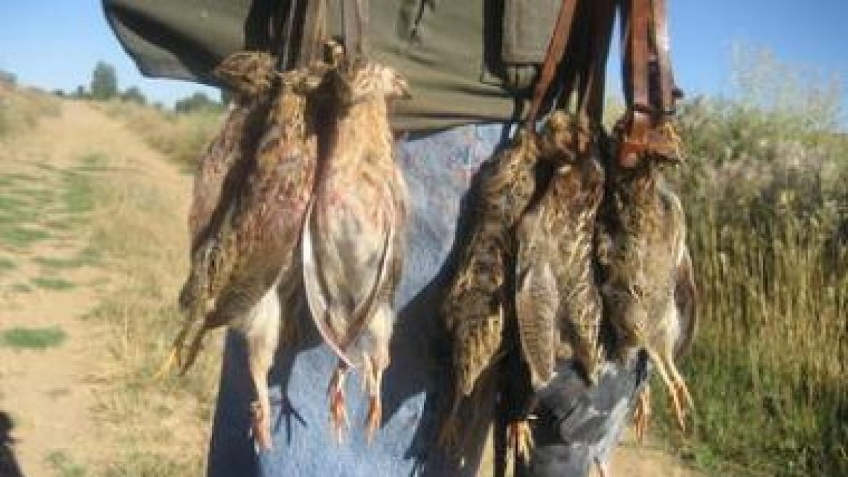 Las codornices se cazan en la media veda de agosto a septiembre.