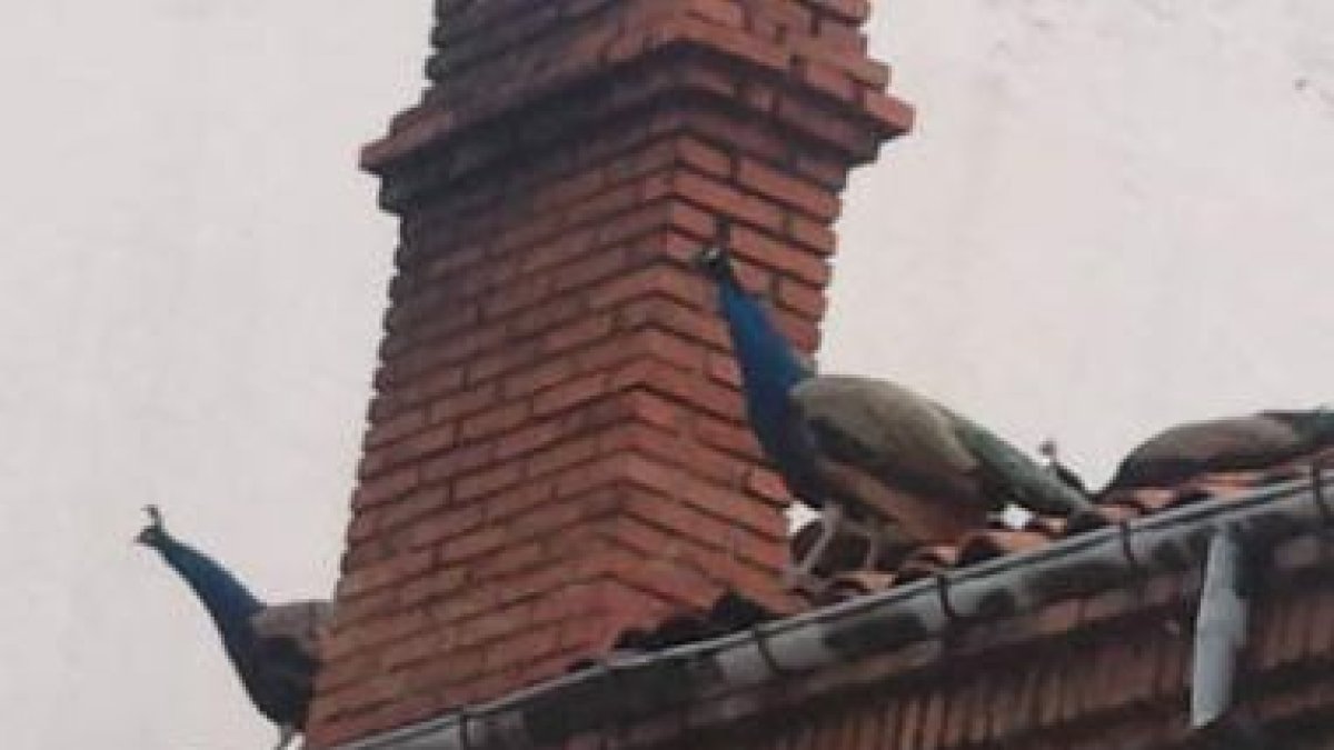 Dos pavos reales, en el tejado de uno de los edificios afectados del Crucero.