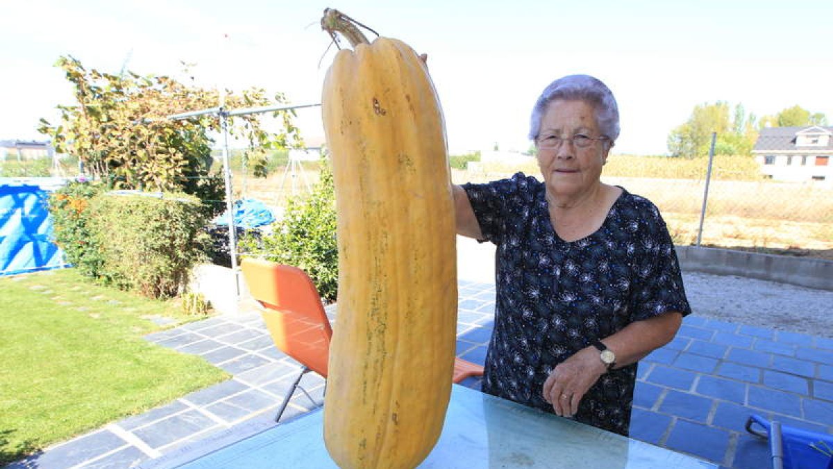 El calabacín de 14 kilos sujetado por su propietaria, Sinforosa García, en su huerta.