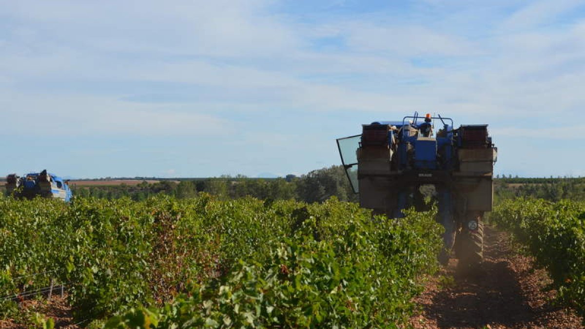 El sector vitivinícola es uno de los que más exporta.
