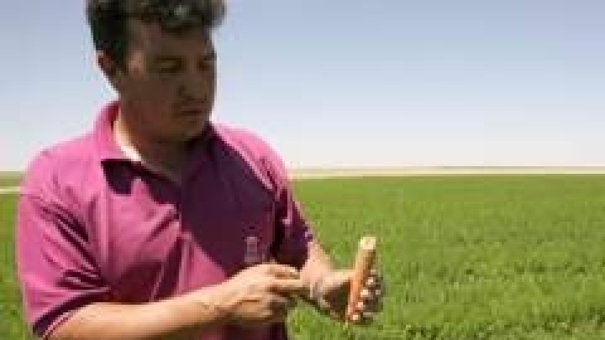 Un agricultor muestra una zanahoria roída por los topillos