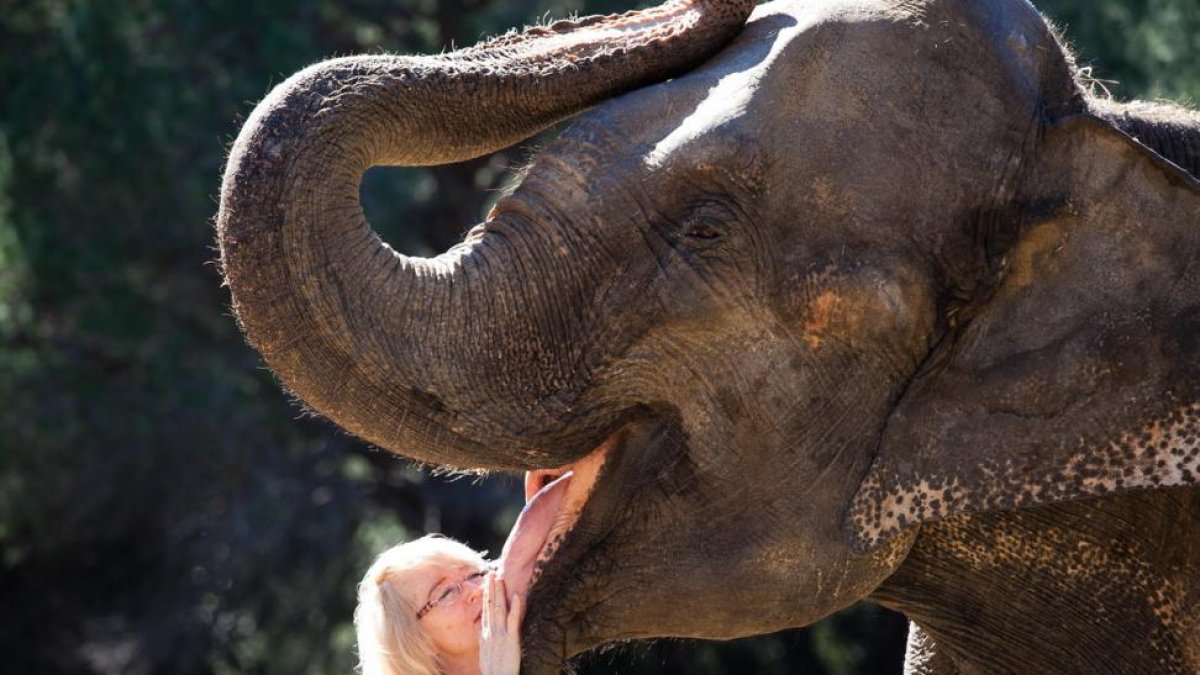 Los elefantes nunca olvidan cuando han sido maltratados ni las rutas que les llevan a muy diversas fuentes de alimento.