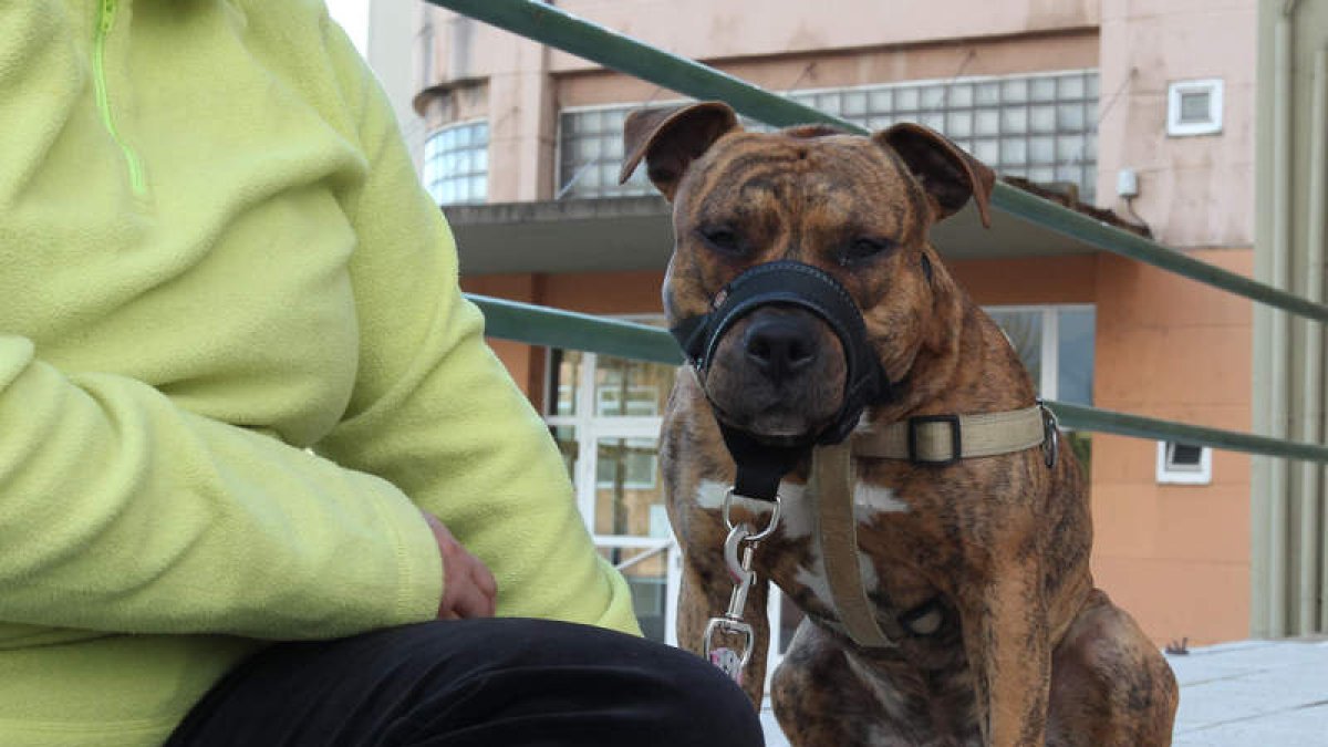 Los pit bull son los perros potencialmente peligrosos más numerosos en León.