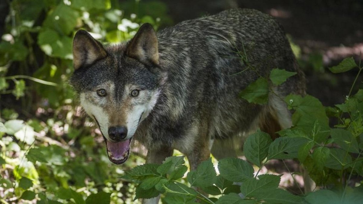 El lobo se empezó a proteger en Italia en la década de los setenta del siglo pasado.