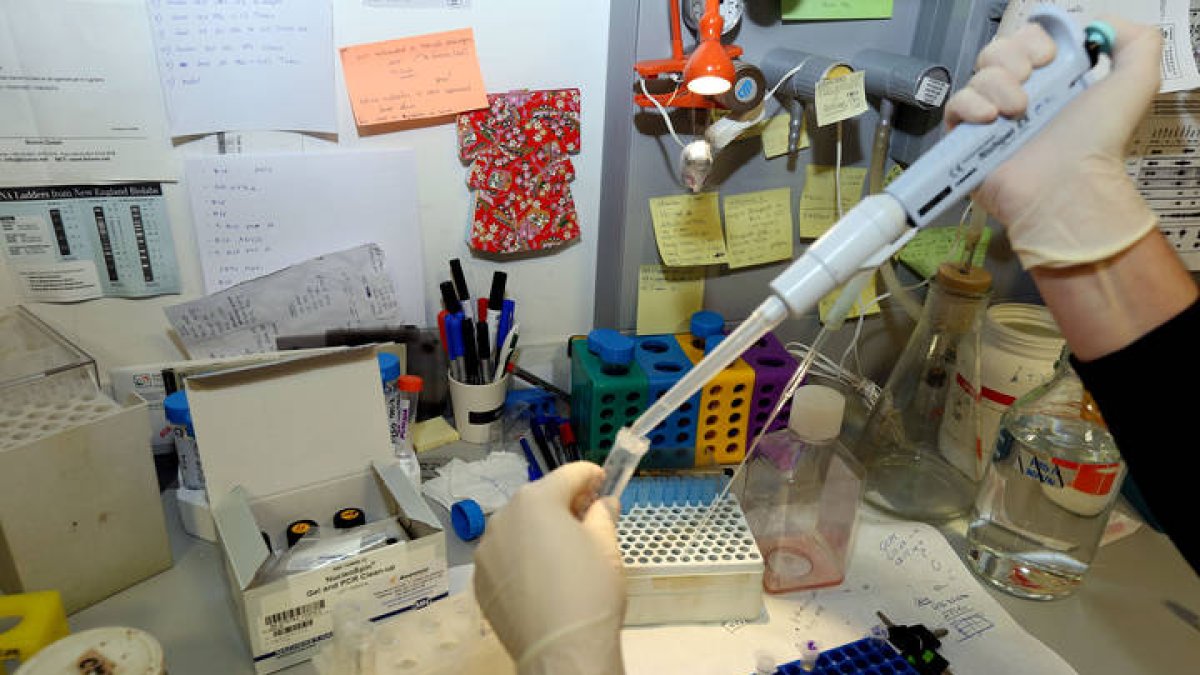 Personal científico trabaja en un ensayo sobre el cáncer. MARCIANO PÉREZ