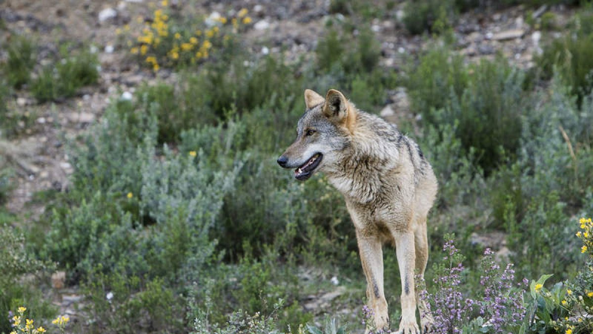El lobo puede poner en peligro las reses de la ganadería extensiva. MARIAM A. MONTESINOS