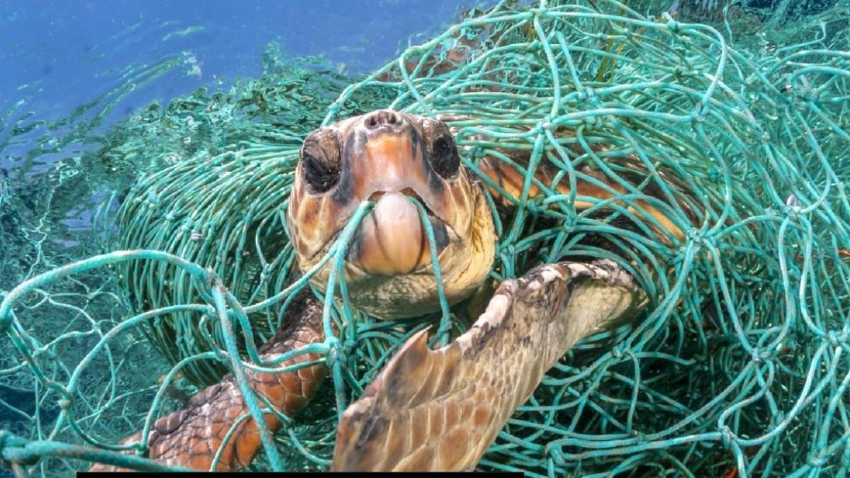 Una tortuga atrapada.