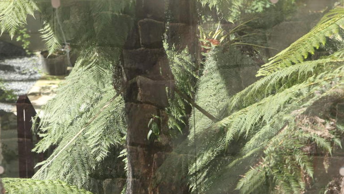 Helecho arbóreo de 7 metros, Dicksonia del carbonífero, visto ayer con teleobjetivo desde fuera de las instalaciones de Ciuden. L. DE LA MATA