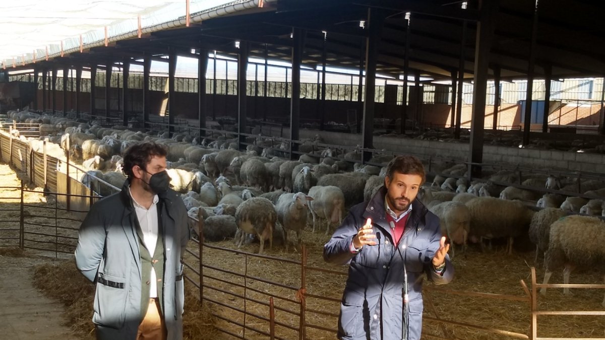 casado
