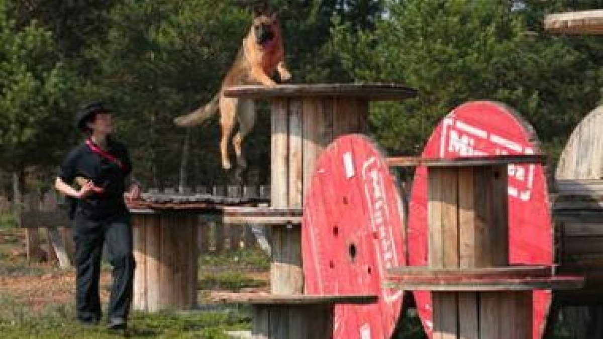 El castillo de alturas es una de las pistas de trabajo para entrenar a nueve perros de la UME
