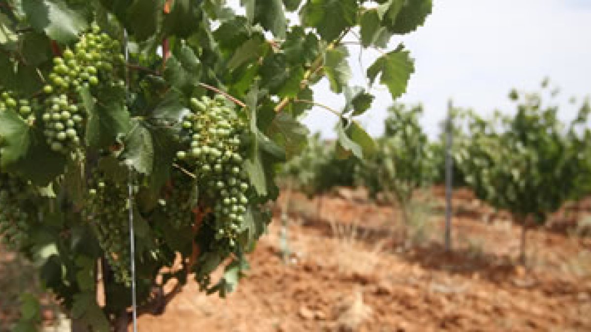 La agricultura recibirá sólo un 5% del plan