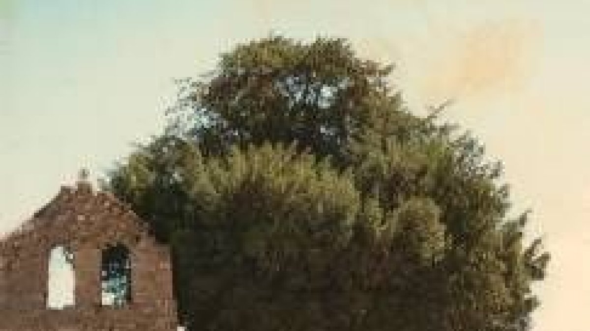 El pasado mes de mayo el Haya Fagus celebró su 500 cumpleaños