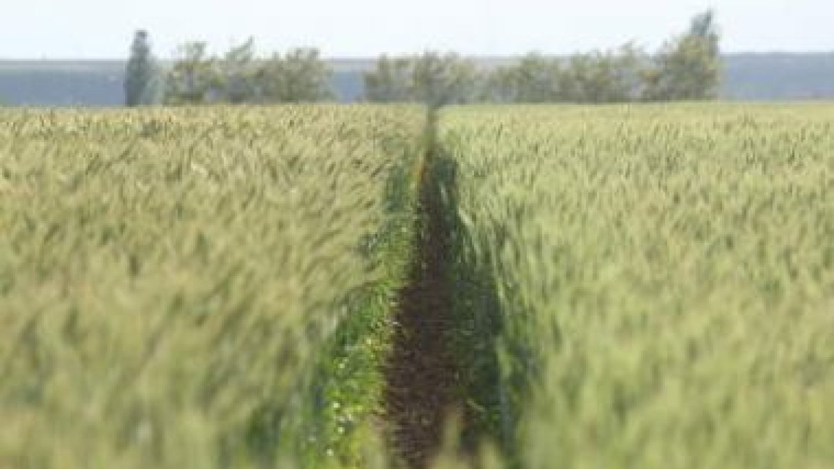 El cultivo de triticale que ha desarrollado Ugal junto al Ciemat en una finca del Esla.