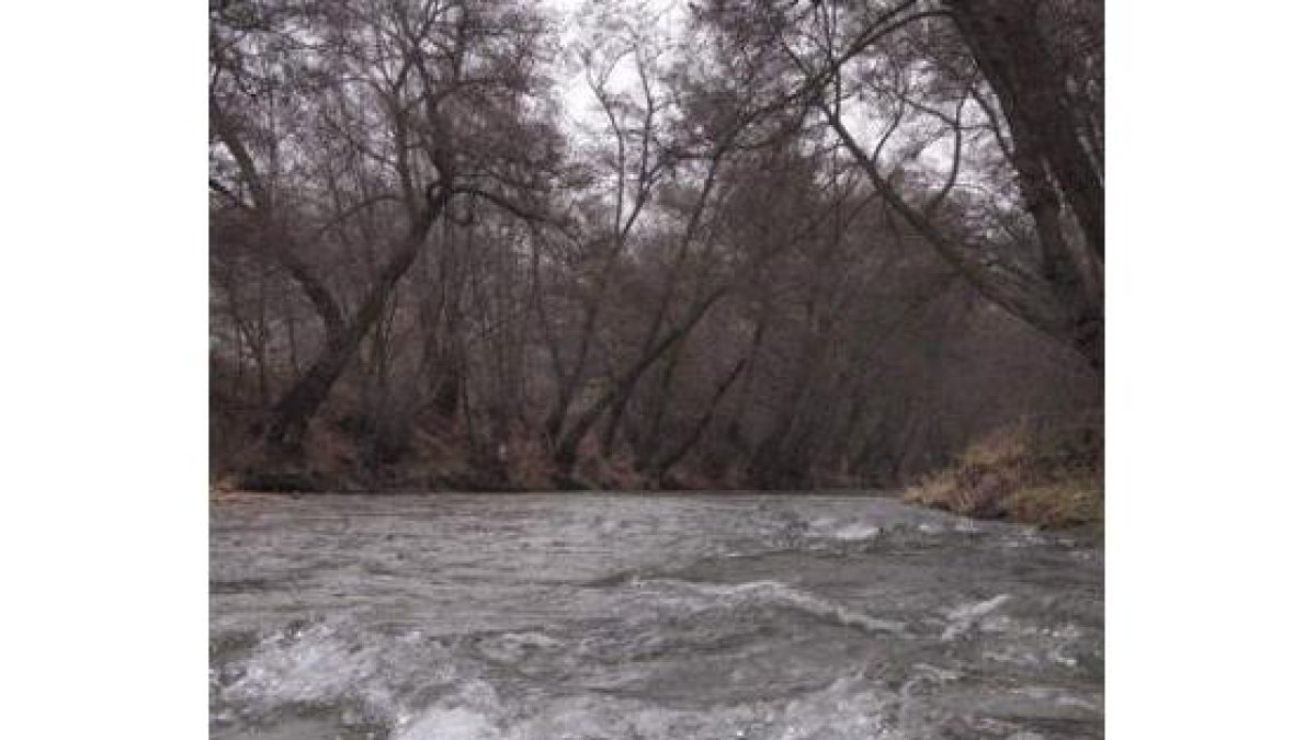 La caótica vegetación de ribera impide el disfrute de los ríos en La Bañeza.