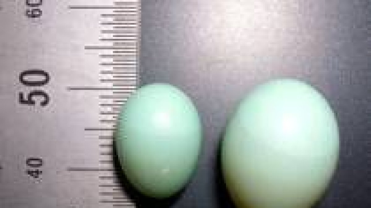 El tamaño de los huevos ha disminuido en dieciséis años