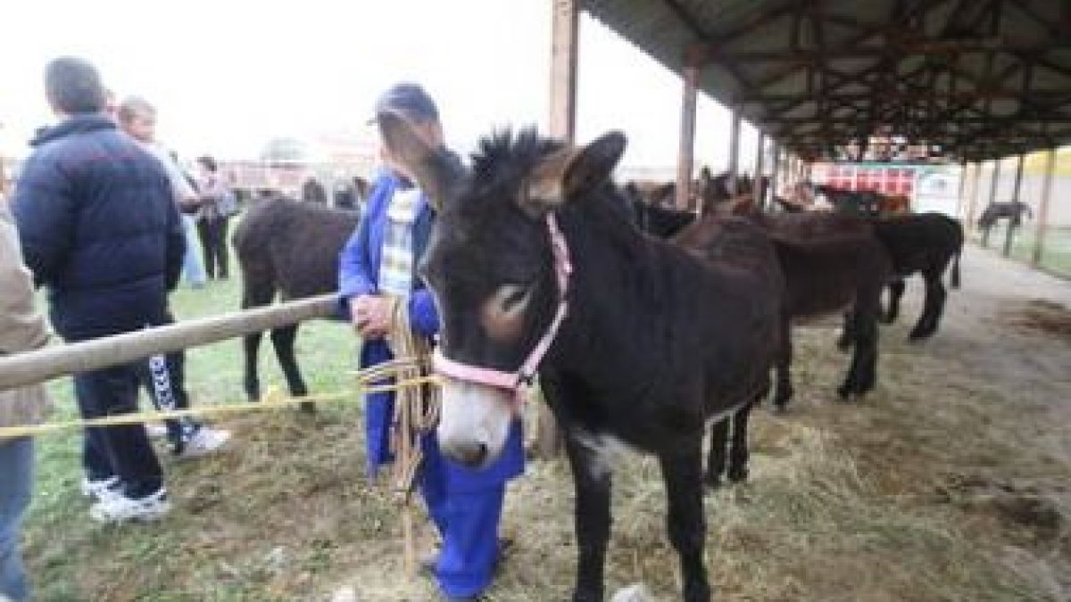 La feria tendrá un recinto cubierto y otro al aire libre para el ganado y la maquinaria pesada.
