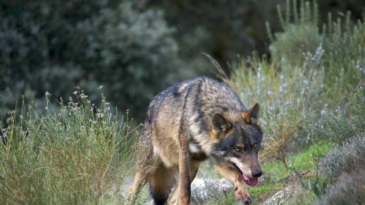 Un ejemplar de lobo ibérico. DL
