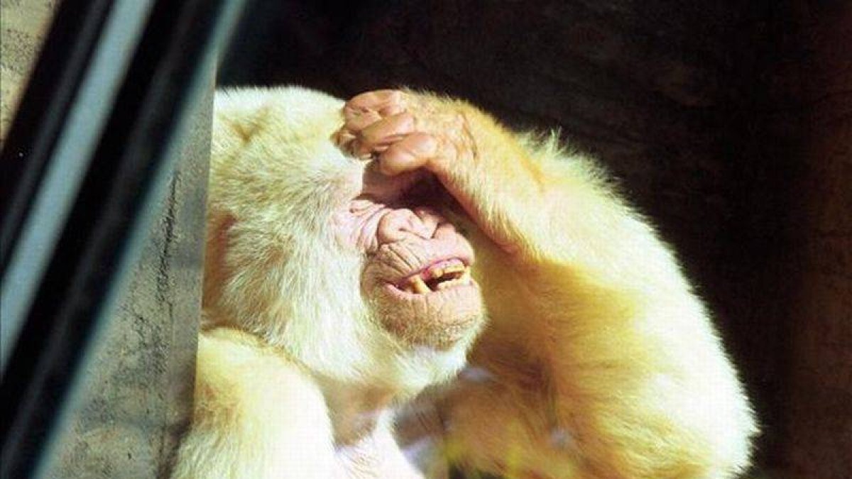 Copito de Nieve, en el 2002.