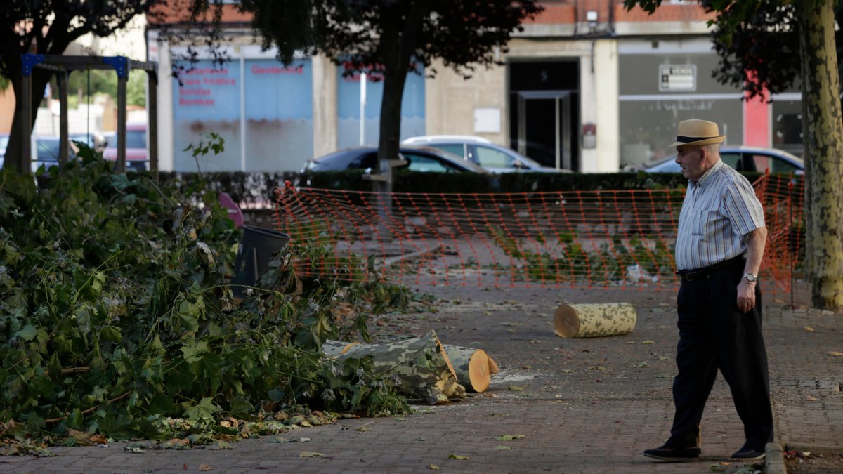 Las fotos de la tala de árboles en el parque de San Mamés