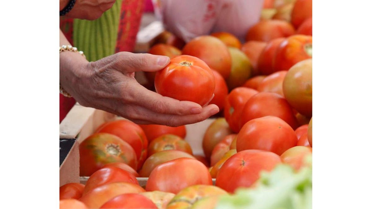 Los científicos estudian controlar el proceso de maduración sin afectar a las propiedades de los tomates. fernando otero