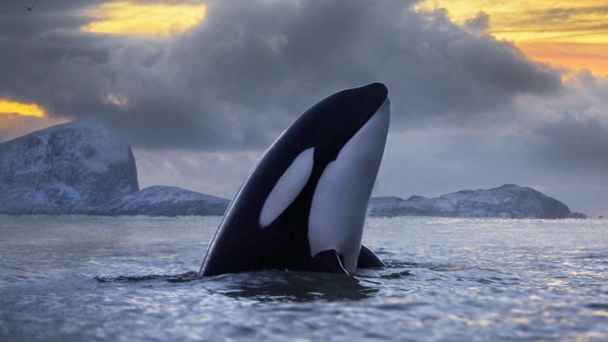 Ejemplar de orca asesina