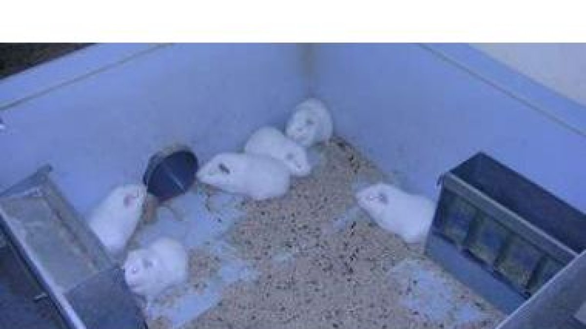 Cobayas alojadas en uno de los espacios para la investigación del Animalario de la Universidad.