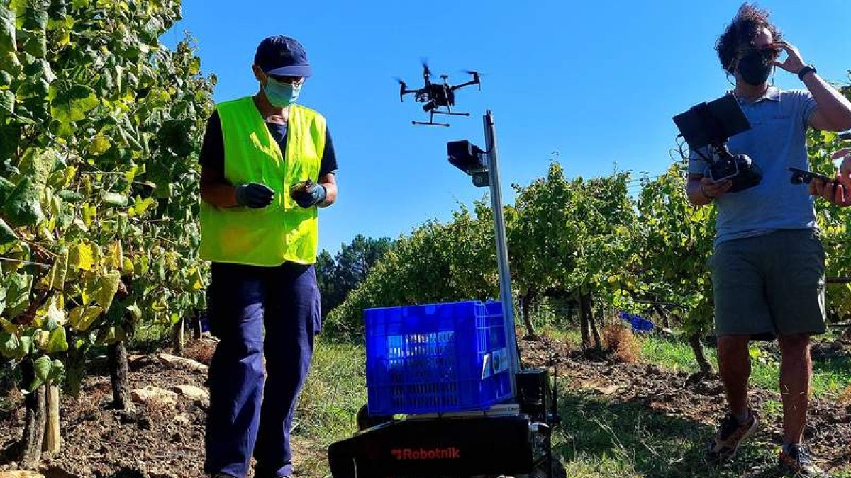 Un vendimiador ayudado por uno de los robots y el dron que ausculta las cepas en un viñedo gallego. mónica torres / la voz de galicia