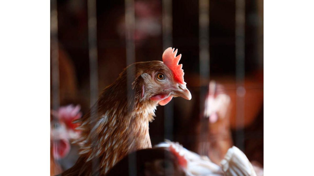 Las plumas son uno de los grandes residuos que genera y tiene que tratar la industria avícola. jesús f. salvadores