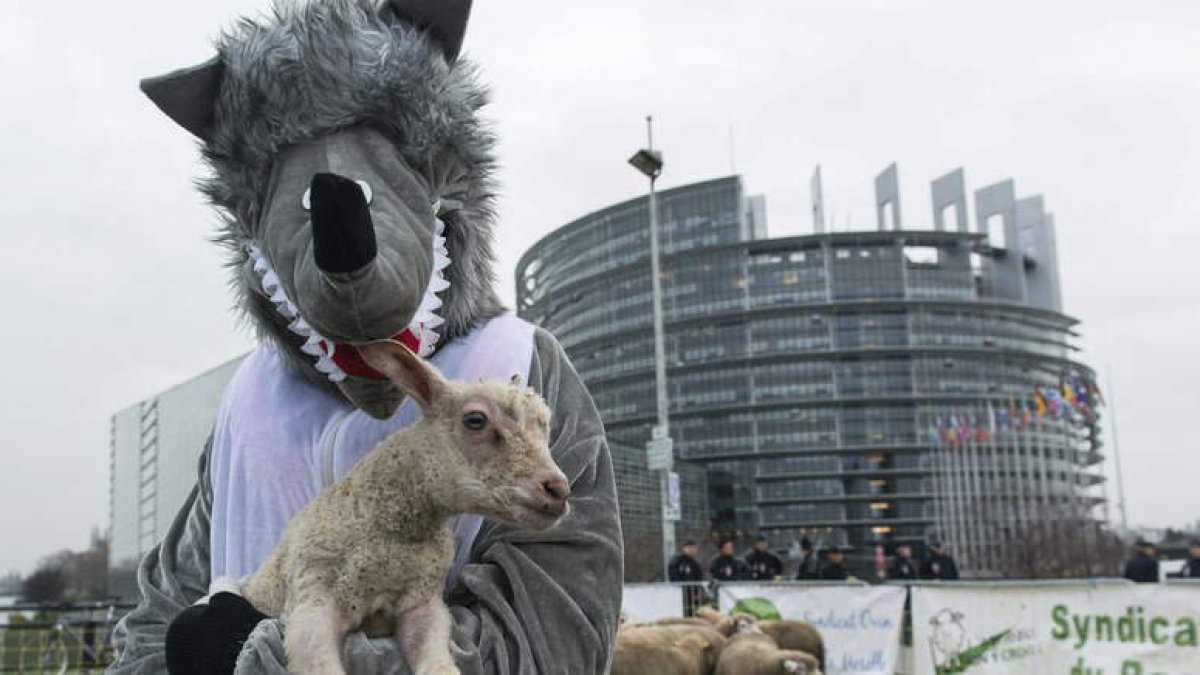 Protesta ante las instituciones europeas por concesiones pasadas a la desprotección de los ganaderos frente al lobo. efe