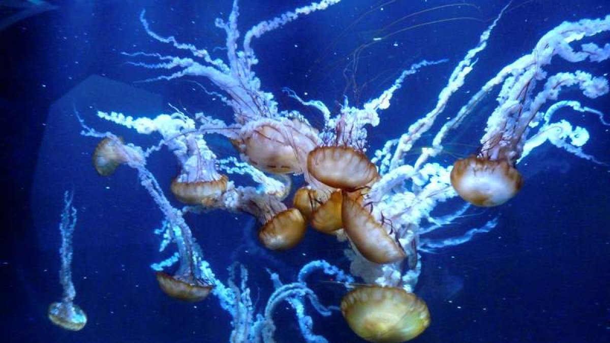 Medusas conocidas como ortigas del mar del Pacífico se muestran en el acuario de Nausicaá, en Boulogne-sur-Mer.
