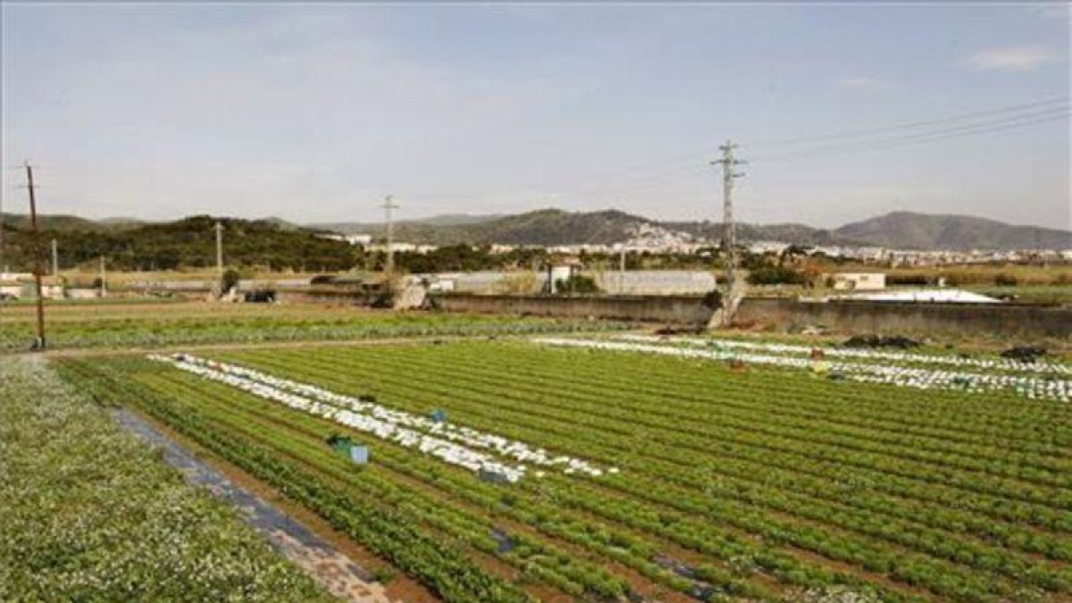 Un cultivo en Gavà.