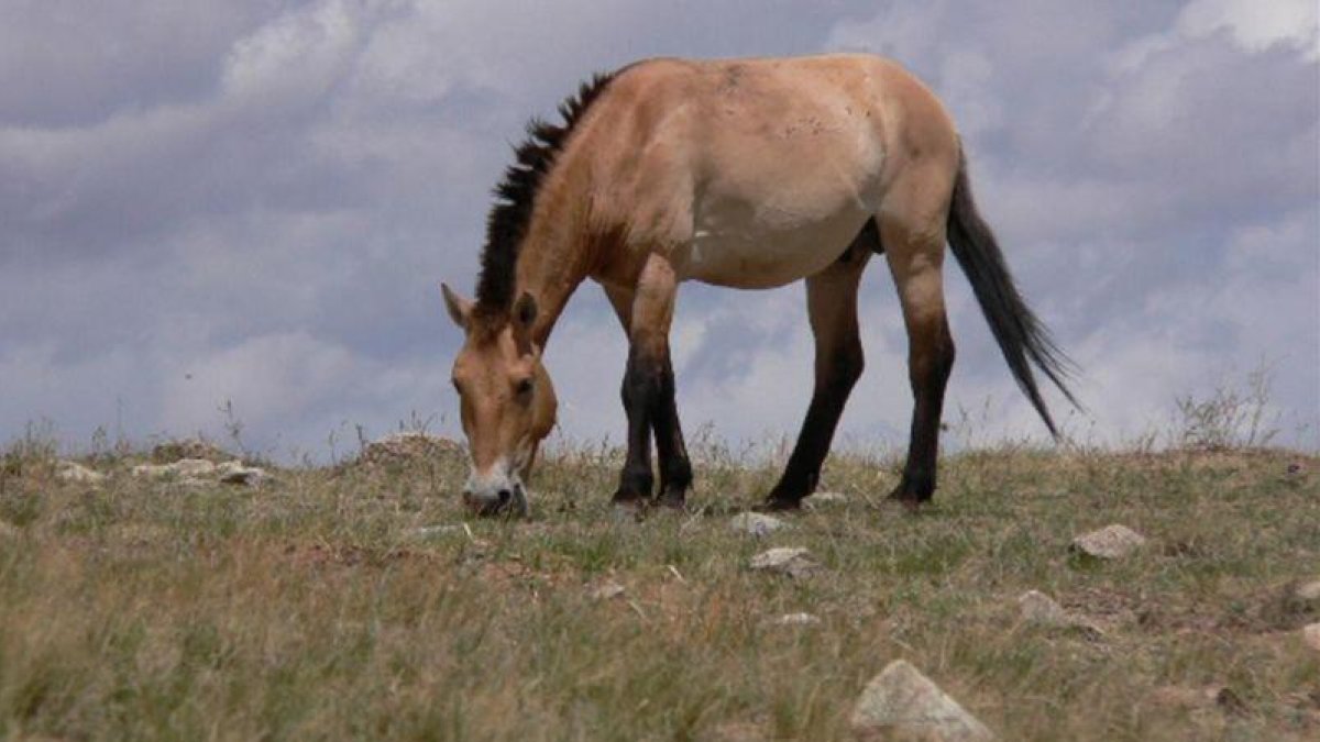 Un caballo de Przewalski en la actualidad.